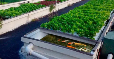 The Sustainable Harmony of Aquaponics