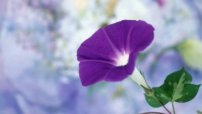 The Symbolism of the Morning Glory