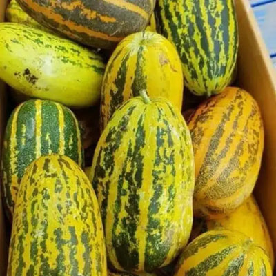 The Ultimate Guide to Growing Thai Asian Musk Melon (Dua Gang, Dua Bo) from Seeds