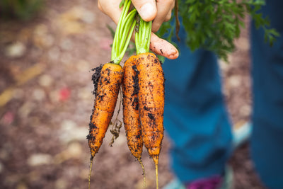 The real benefits of growing your own food at home