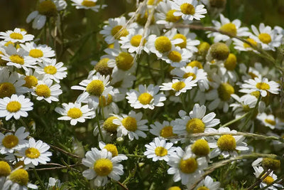 The Therapeutic Benefits of Chamomile