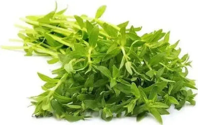 Rice Paddy Herb From Seed: Warmth, Moisture, and Light for Aromatic Leaves