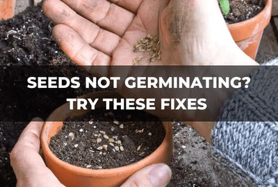 Troubleshooting Seed Germination Success