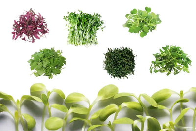 Uncovering the Benefits of Microgreens