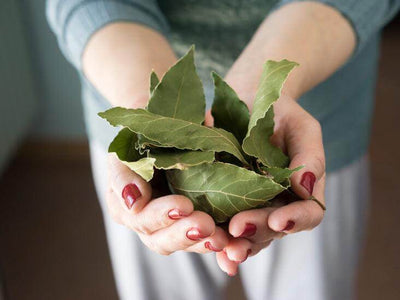 Uncovering the Health Benefits of Bay Leaves