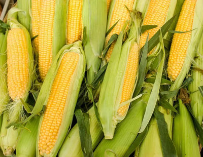 Uncovering the Truth About Corn in the American Diet