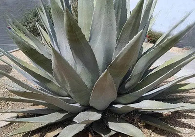 Understanding Agave Nectar as a Sugar Alternative