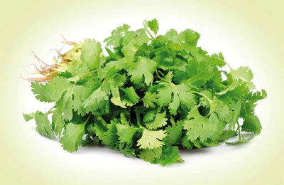 Understanding Coriander vs. Cilantro