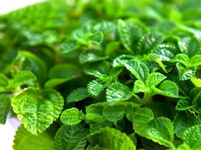 Unlocking the Benefits of Lemon Balm