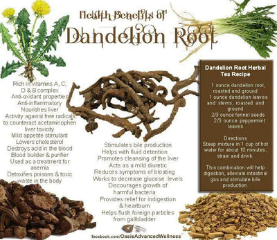 Unlocking the Health Benefits of Dandelion Root