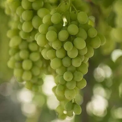 Unveiling Cotton Candy Grapes