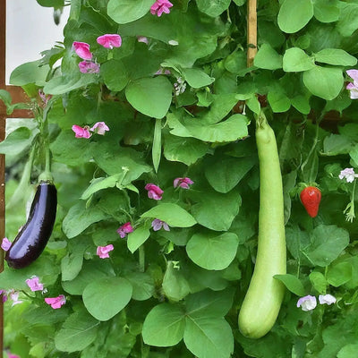 Urban Gardening Guide: Transform Your City Deck into a Green Oasis