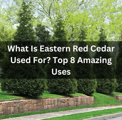 Uses of Eastern Red Cedar