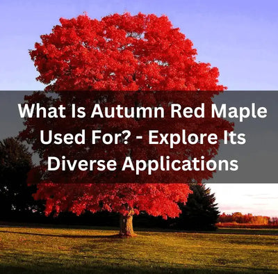 The versatile uses of autumn red maple