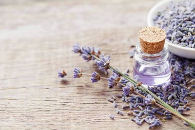 The Versatility of Lavender Essential Oil