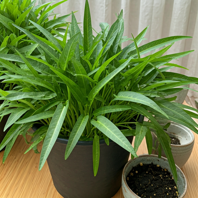 Water Spinach Containers: Depth, Wicking Setups, and Harvest Size