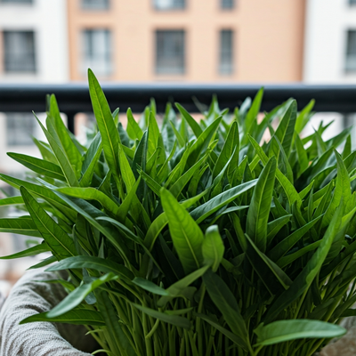 Water Spinach from Seed: Container Growing Guide for Urban Homes