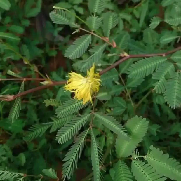 100 Seeds - Water Mimosa Seeds, Hat Rau Nhut Seeds for Planting Mimosa Pudica - Sensitive Neptunia Edible Plant, Neptunia Ooleracea or Co nhut | Sensitive Water Plant, Floating Mimosa Seeds The Rike