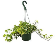 English Ivy Gold Child House Plant Dropship