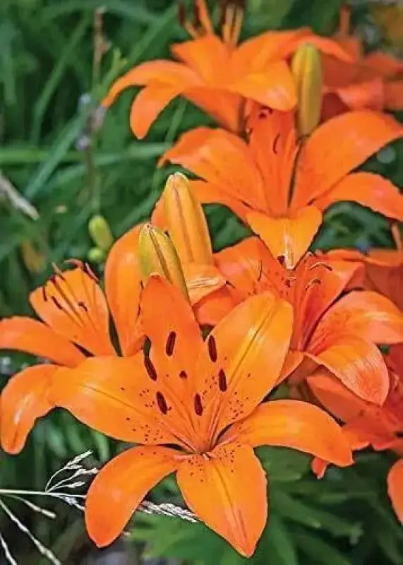 20 Seeds Orange Asiatic Lily Lilium Orange Pixie Planting Seed Bonsai Garden - The Rike Inc