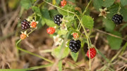 120 Seeds Organic Dewberry Seeds for Planting Fruit Common Dewberry Rubus Fagellaris Seeds