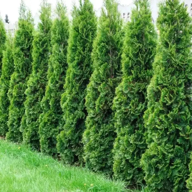 100 Seeds - American Arborvitae Tree Seeds - Giant Thuja Tree, Thuja Occidentalis - White Cedar Seeds for Planting - Swamp Eastern Thuja White Arborvitae Seeds for Home and Garden - The Rike