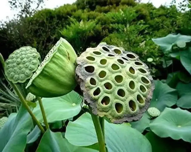 30 Seeds Lotus Seed for Planting Bonsai Pink Nelumbo nucifera Seeds, Water Lotus Seeds, Egyptian Bean Seeds, Indian Lotus Seeds, Pink Lotus Seeds - The Rike Inc