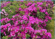 100 Seeds do Quyen Seeds, Rhododendron Seeds Flower Seeds Mixed Azalea Flower Seeds for Planting Rhododendron Simsii Seeds Schlippenbachii Bush Shrub Flowers Plant Seeds