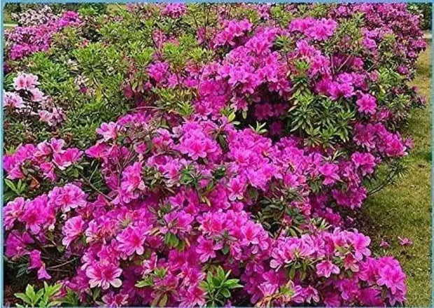 100 Seeds do Quyen Seeds, Rhododendron Seeds Flower Seeds Mixed Azalea Flower Seeds for Planting Rhododendron Simsii Seeds Schlippenbachii Bush Shrub Flowers Plant Seeds