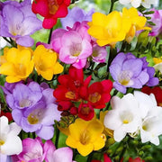 10 Freesia Bulbs South Africa Freesia Flower Bulbs Mixed Color Easy to Grow Bonsai Garden Non GMO HOA LAN NAM Phi Bulbs - Image #1