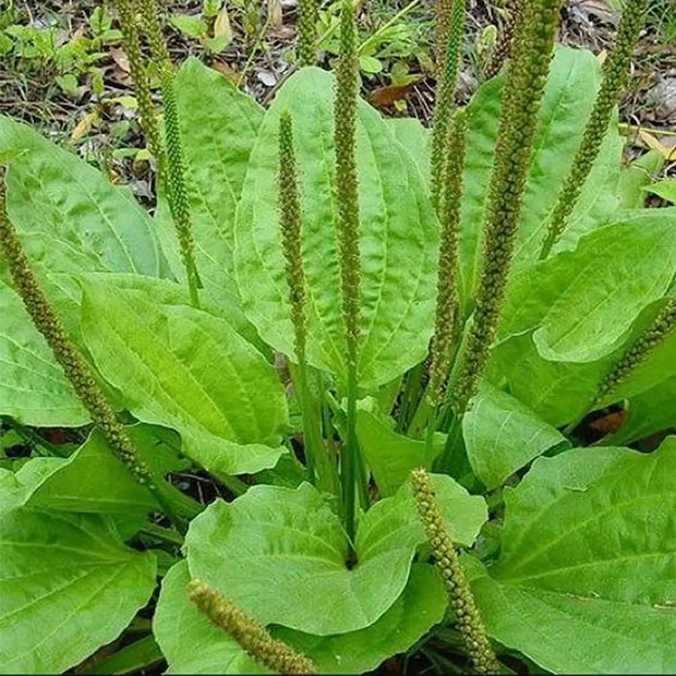 6000 Seeds - Broadleaf Plantain Seeds (Plantago Major or Plantago rugelii) | Planting Ma De, Broadleaf Plantain/Common Plantain - White Man's Footprint/Waybread/Greater Plantain/Rat-Tail Plantain Seed - Image #4