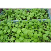 3000 Baby Mustard Seeds CAI Xanh Non-Vegetable Seeds Organic Non-GMO Mustard Baby Greens Seeds - The Rike Inc