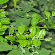 100 Gram - Dried Gymnema Sylvestre Leaf, Thia Canh Leaf Tea, Gurmar or Hierba Insulina Leaves for Tea - Refreshing Herbal Blend | For Making A Unique Daily Tea - The Rike - Image #3