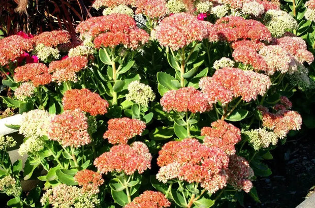 1000 Seeds Autumn Joy Sedum Seeds Stonecrop Seeds for Planting Hylotelephium telephium Orpine Seeds Orphan John Witch's Moneybags Seeds