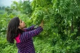 10 Seeds Neem Tree Seeds for Planting (Azadirachta Indica) Apothecary Spiritual herb Seeds - Image #5