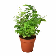 Maidenhair Fern House Plant Dropship