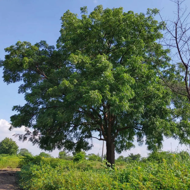 20 Seeds - Neem Tree Seeds (Azadirachta Indica) for Planting | Fast-Growing Evergreen Indian Lilac Tree - Margosa Tree Seeds to Grow Nimtree/Vepa/Nimba/Nimboli/Arya Veppu - Image #4