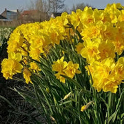 10 Wild Daffodil Bulbs- Lent Lily, Yellow Perennial - Narcissus Pseudonarcissus Small Trumpet Daffodil Bulbs - Image #4