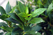 200 Gram Dried Bay Leaves - Laurus Nobilis Leaves - Perfect for Flavoring Soups, Stews, and Sauces - Image #11