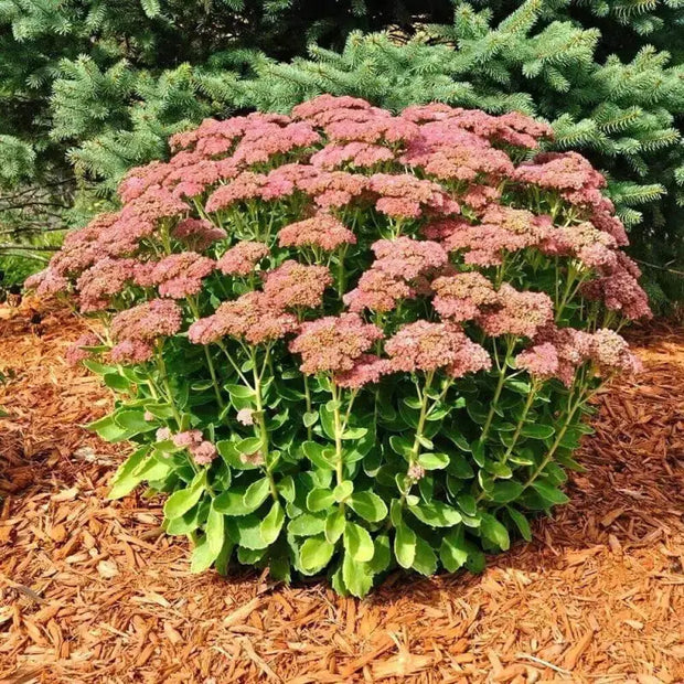 1000 Seeds Autumn Joy Sedum Seeds Stonecrop Seeds for Planting Hylotelephium telephium Orpine Seeds Orphan John Witch's Moneybags Seeds