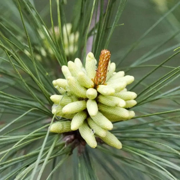 100 Seeds - Loblolly Pine Seeds (Pinus Taeda Tree Seeds) 