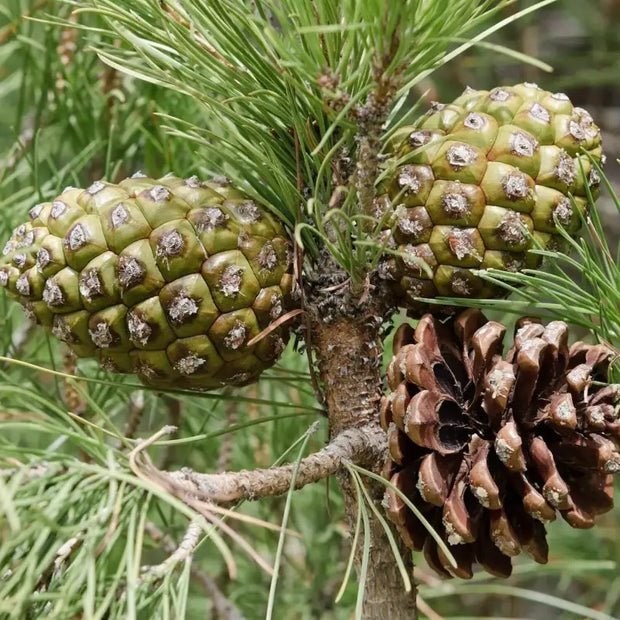100 Seeds - Loblolly Pine Seeds (Pinus Taeda Tree Seeds) - to Grow Oldfield Pine, Bull Pine Tree, 