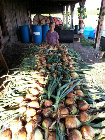 Freshly harvested onions with green tops from Ethical Herbal Remedies by Luna Herb Co.
