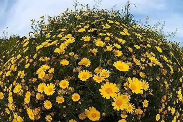 1500 Crown Daisy Seeds Garland Chrysanthemum, Coronarium Glebionis, Edible Chrysanthemum, shungiku, chop-Suey-Green, Japanese-Green, tangho, tongho, antimonio, mirabeles, Moya, Chrysanthemum Seeds - The Rike Inc