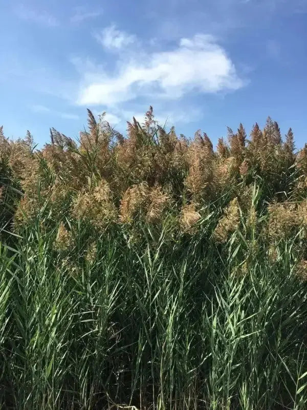 Common Reed 2000 Seeds for Planting Perennial Reed Grasses communis phragmites Australis Seeds - The Rike Inc