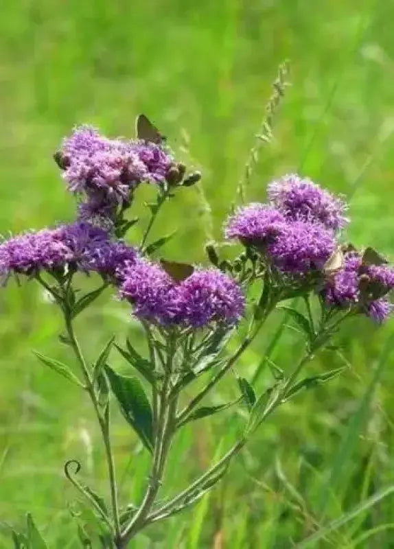 1000 Seeds Ironweed Seeds - Vernonia Fasciculata Baldwin's Ironweed Seeds for Planting Bach dau ong Vernonia Noveboracensis Western Ironweed herb Seeds