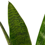 Snake Plant 'Zeylanica' House Plant Dropship