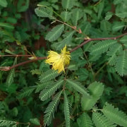 100 Seeds - Water Mimosa Seeds, Hat Rau Nhut Seeds for Planting Mimosa Pudica - Sensitive Neptunia Edible Plant, Neptunia Ooleracea or Co nhut | Sensitive Water Plant, Floating Mimosa Seeds The Rike