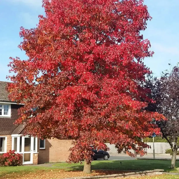 40 Seeds American Sweetgum Tree Seeds for Planting Sweet Gum Tree Seeds The Rike