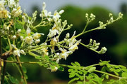 Moringa oleifera Seeds for Planting 200 Seeds Moringa drumstick Tree Horseradish Tree Ben Oil Tree benzolive Tree - The Rike Inc